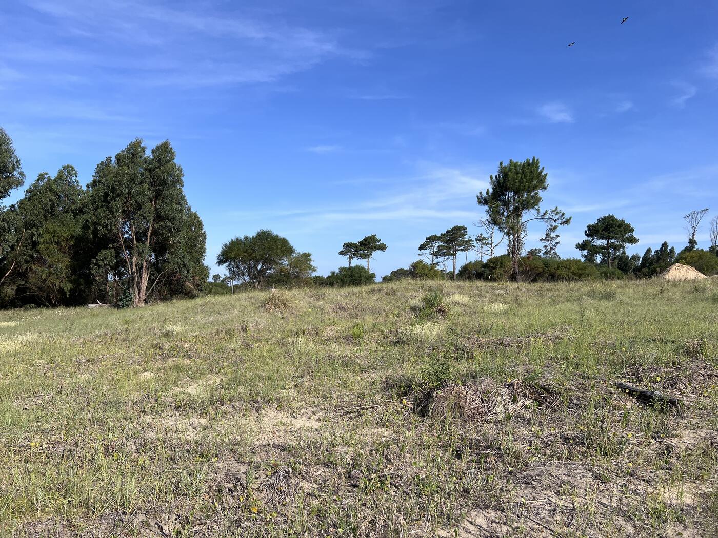 Campo abierto con pinos