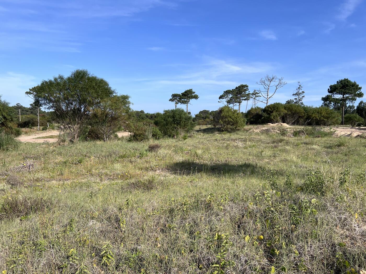 Pradera verde