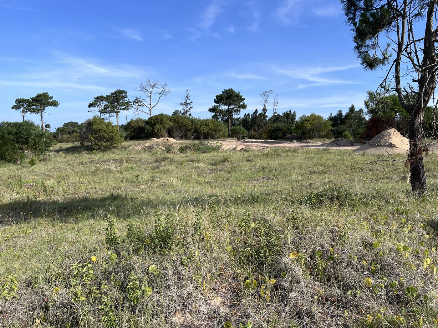 Pradera con pinos dispersos
