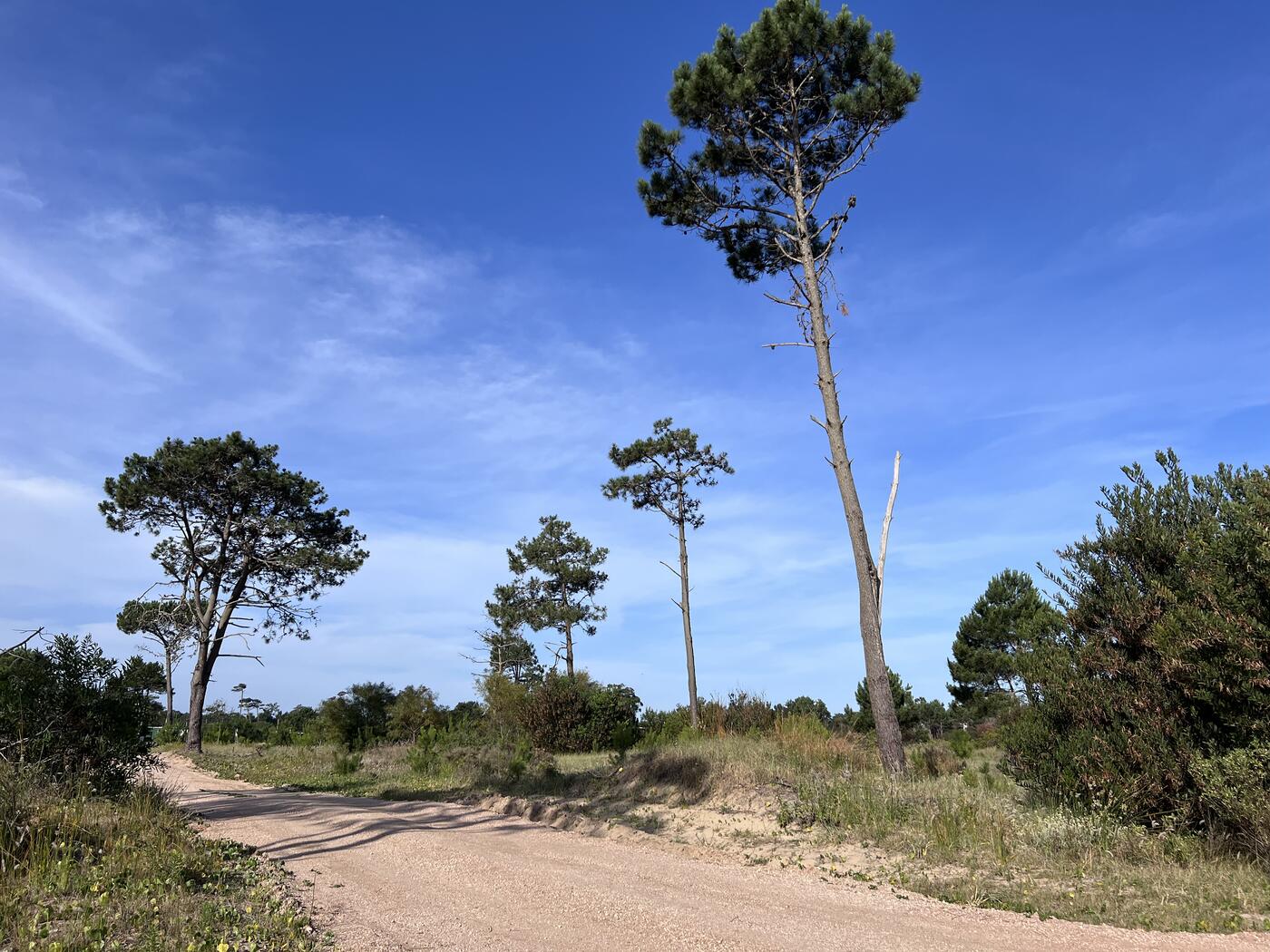 Pinos sobre la duna