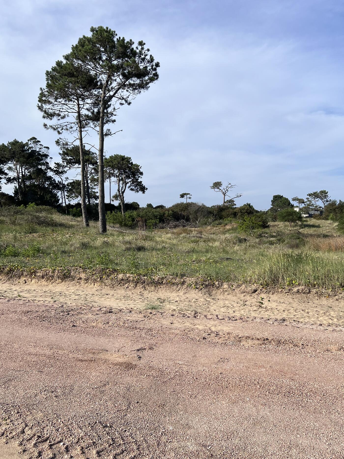 Campo con árboles nativos