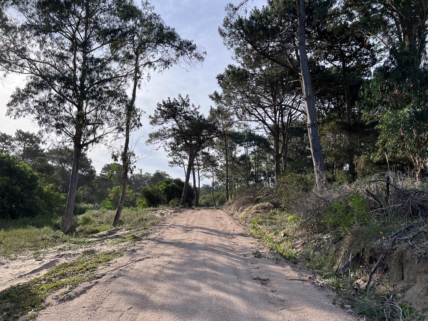 Camino entre el bosque